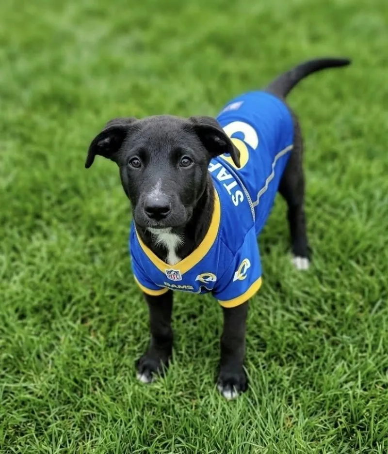 A baby large-sized male Shepherd dog named Stafford for adoption in McHenry, IL