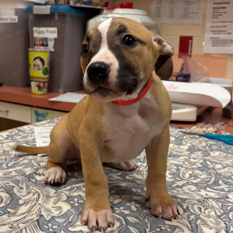 A baby small-sized male Brown / Chocolate Pit Bull Terrier dog named Ennui for adoption in Springfield, MA