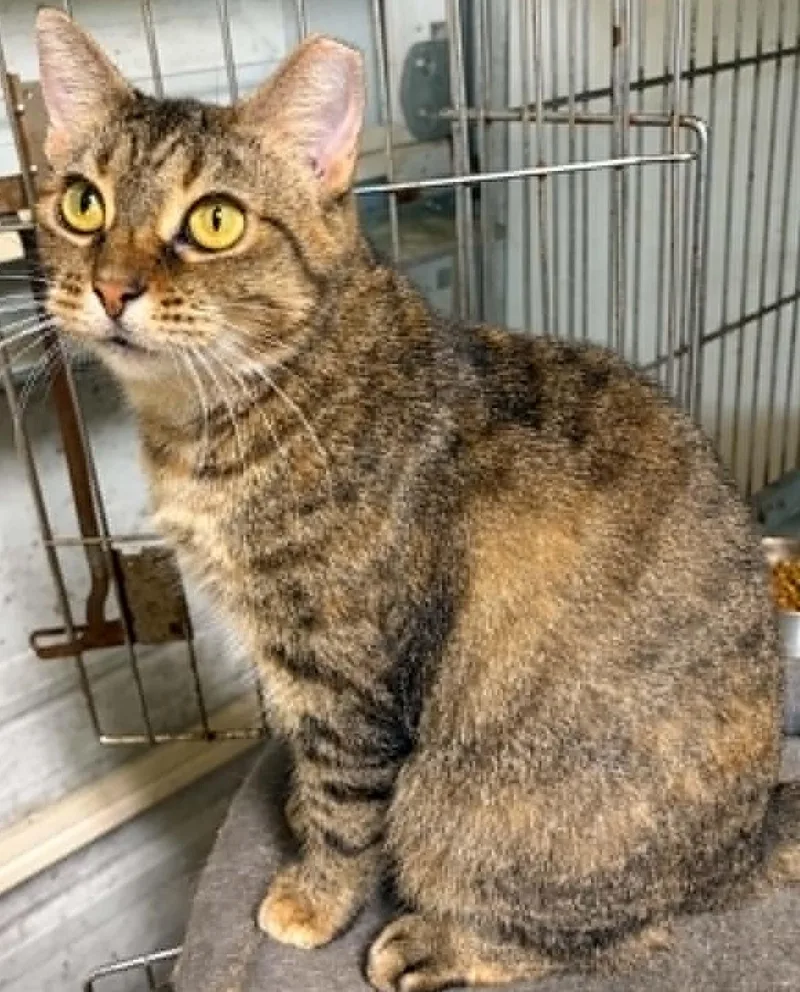 A young medium-sized female Tabby cat named Charli for adoption in North Berwick, ME