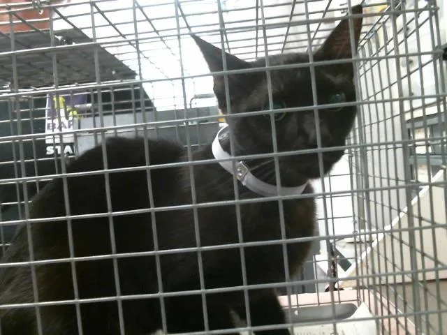 A young medium-sized male Domestic Short Hair cat named Blanco for adoption in Houston, TX