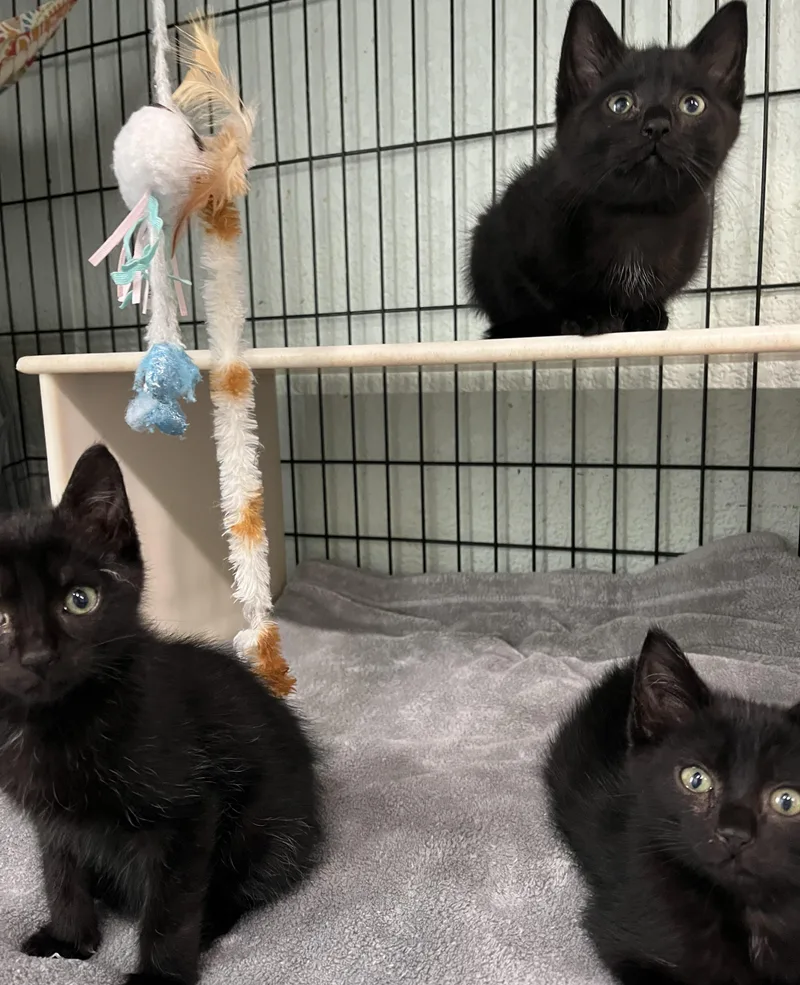 A baby medium-sized male Black Domestic Short Hair cat named House panthersMales for adoption in Moline, IL