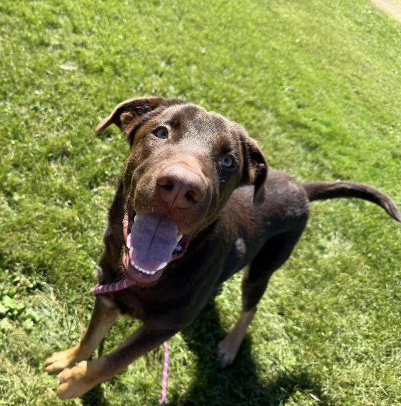 A young large-sized male Labrador Retriever dog named Pol for adoption in Cheektowaga, NY