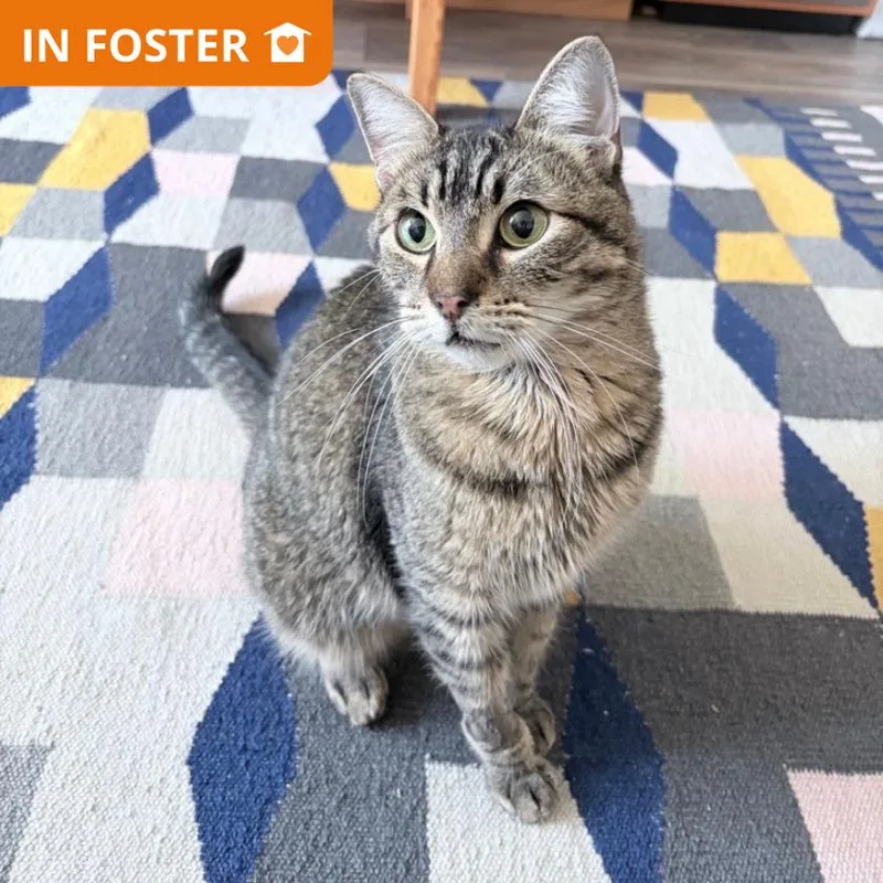 An adult large-sized male Domestic Short Hair cat named Baggio for adoption in Los Angeles, CA
