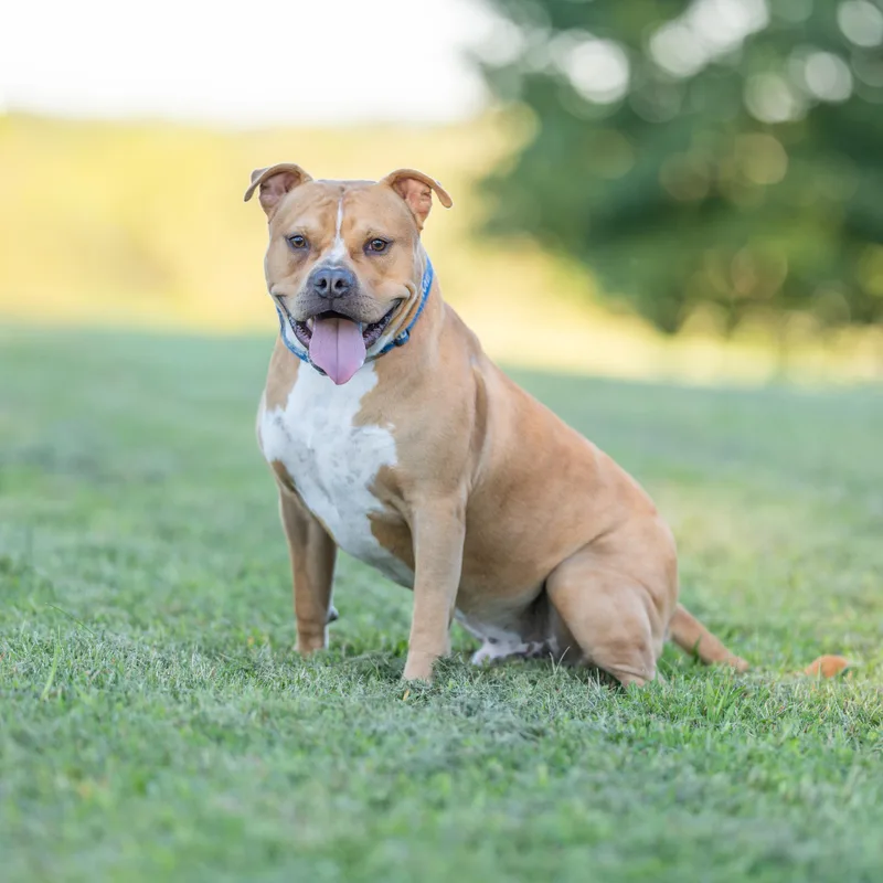 A young large-sized male American Staffordshire Terrier dog named Harvey for adoption in Dillsburg, PA