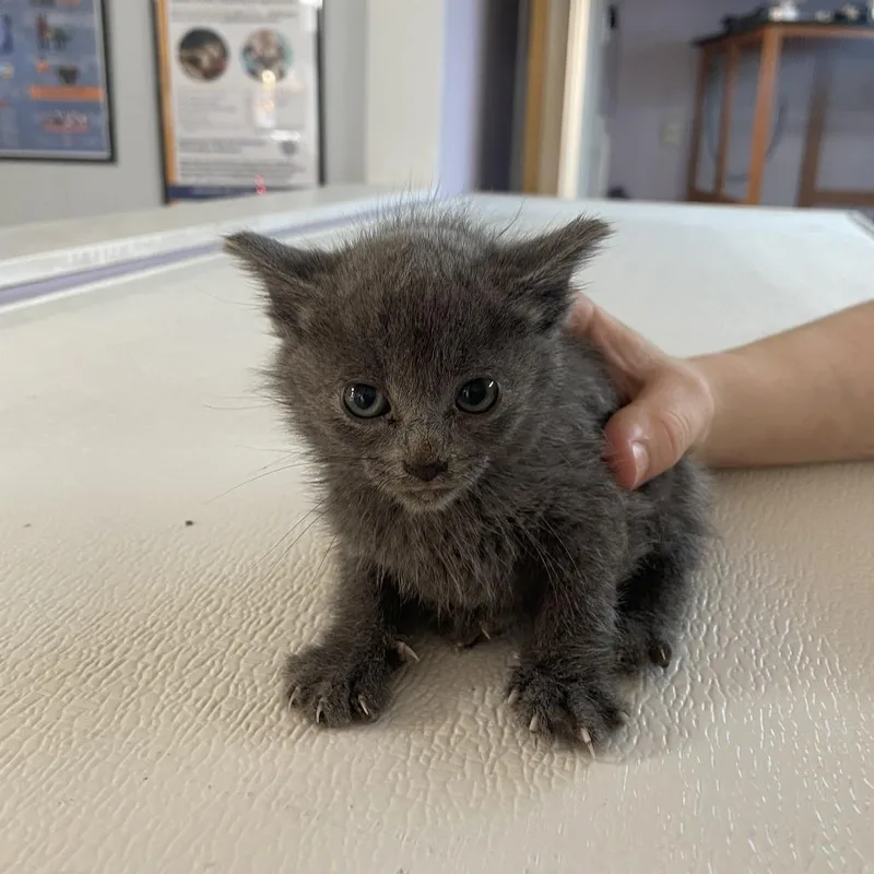 A baby small-sized female Gray / Blue / Silver Domestic Short Hair cat named Hunter Davenport for adoption in Madison, WI