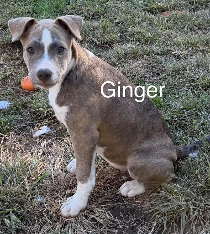 A baby large-sized female Shepherd dog named Ginger for adoption in Succasunna, NJ