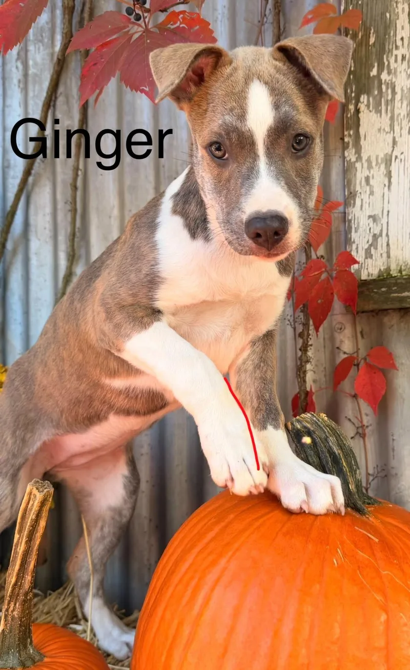 Ginger thumbnail 3