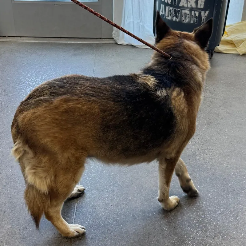 An adult large-sized female Black Mixed Breed dog named Luka for adoption in Las Cruces, NM