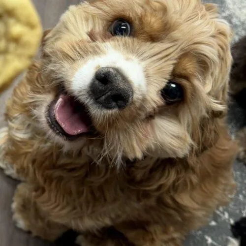 Cookie C thumbnail 2