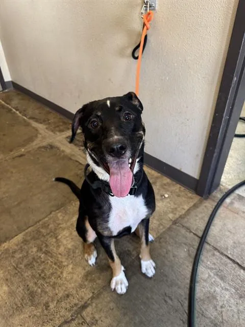 A young small-sized female German Shepherd Dog dog named Ri Ri for adoption in Ontario, CA