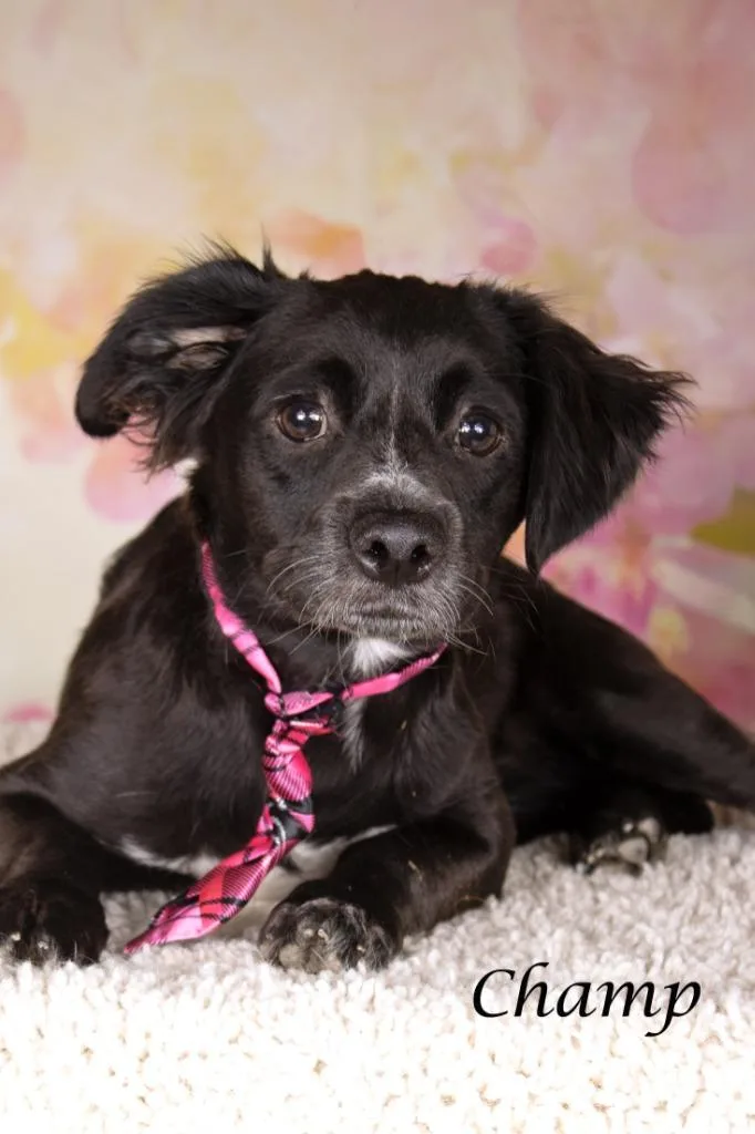 A young small-sized male Dachshund dog named Champ for adoption in Gilbert, AZ