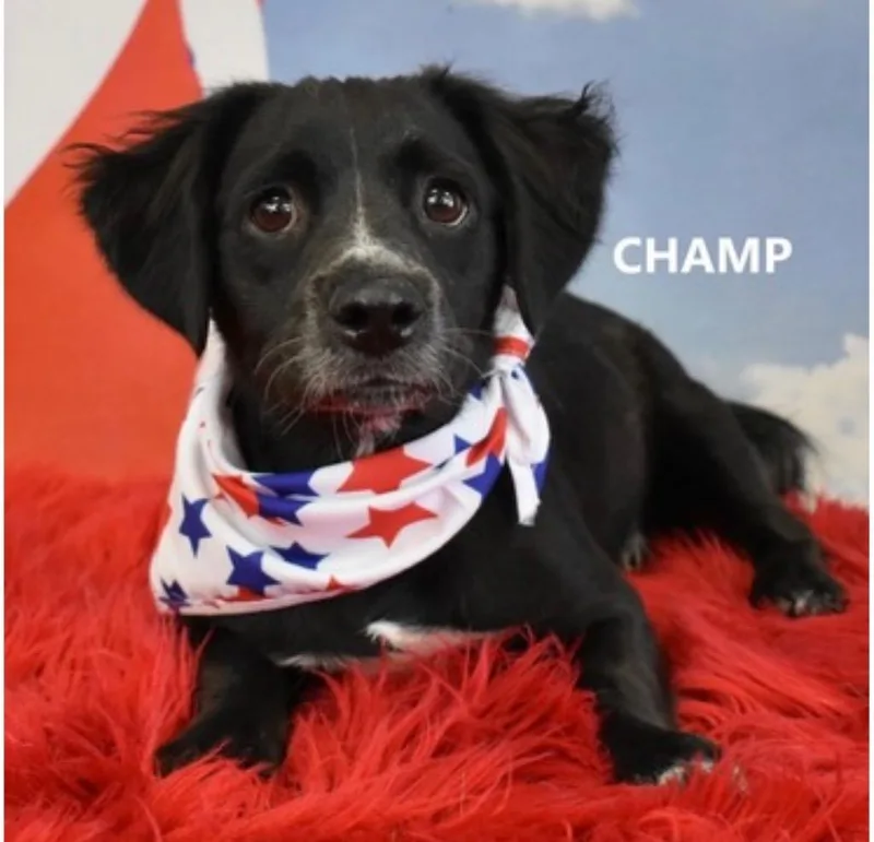 Champ thumbnail 3