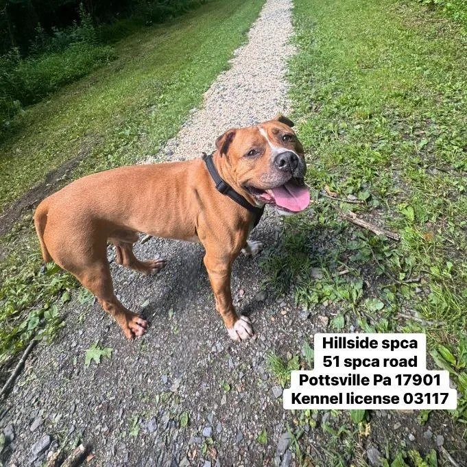 An adult large-sized male Pit Bull Terrier dog named Creed for adoption in Pottsville, PA