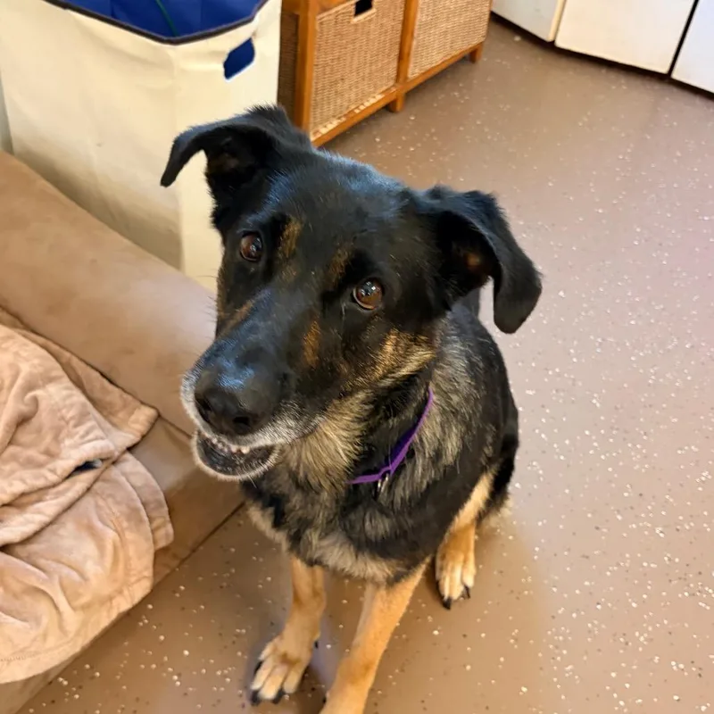 An adult medium-sized female Black Shepherd dog named Maybelline for adoption in Belleville, IL