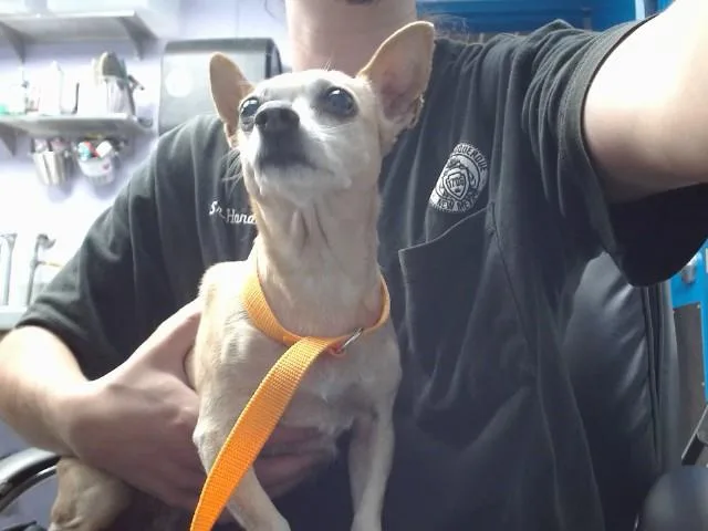 An adult small-sized female Chihuahua dog named Cheese for adoption in Albuquerque, NM