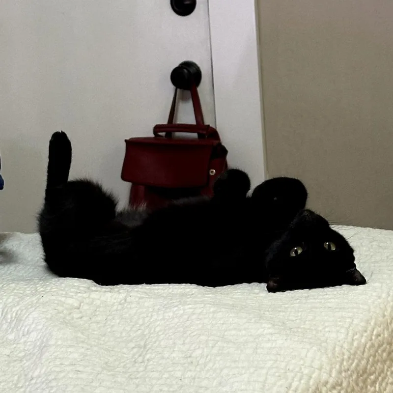 Tinkerbell thumbnail 2