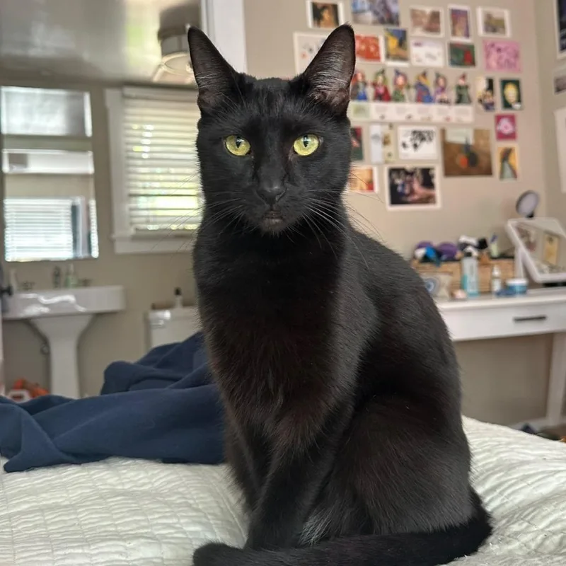 Tinkerbell thumbnail 4