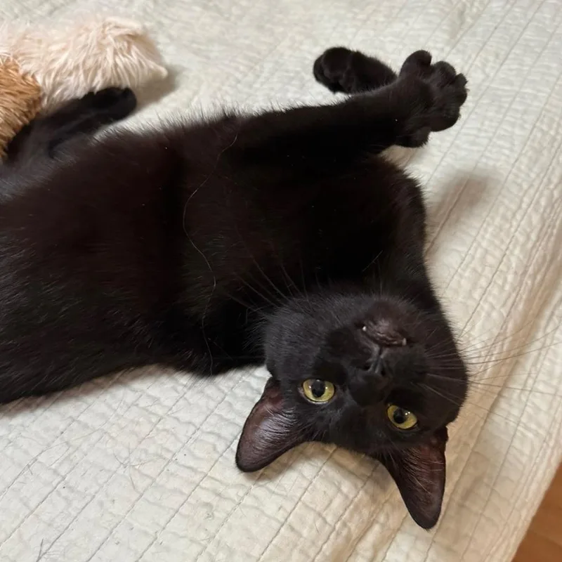 Tinkerbell thumbnail 5