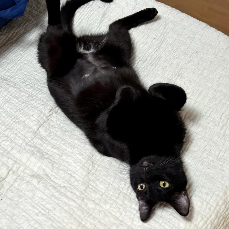 Tinkerbell thumbnail 6