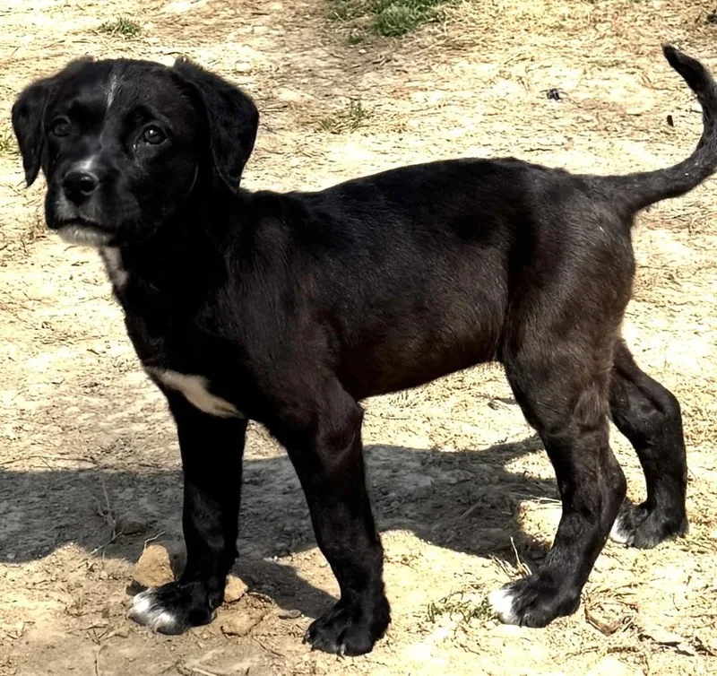 Rachel Friends Girls