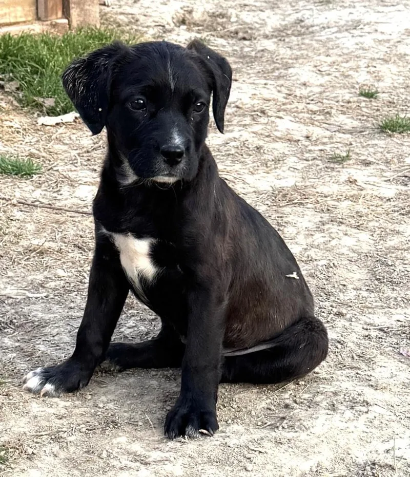 Rachel  Friends Girls thumbnail 4