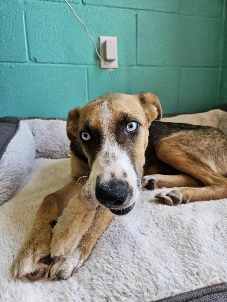 Sterling thumbnail 2