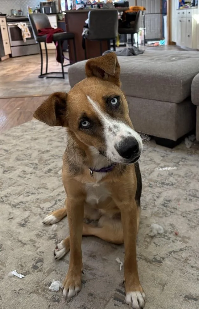 Sterling thumbnail 3