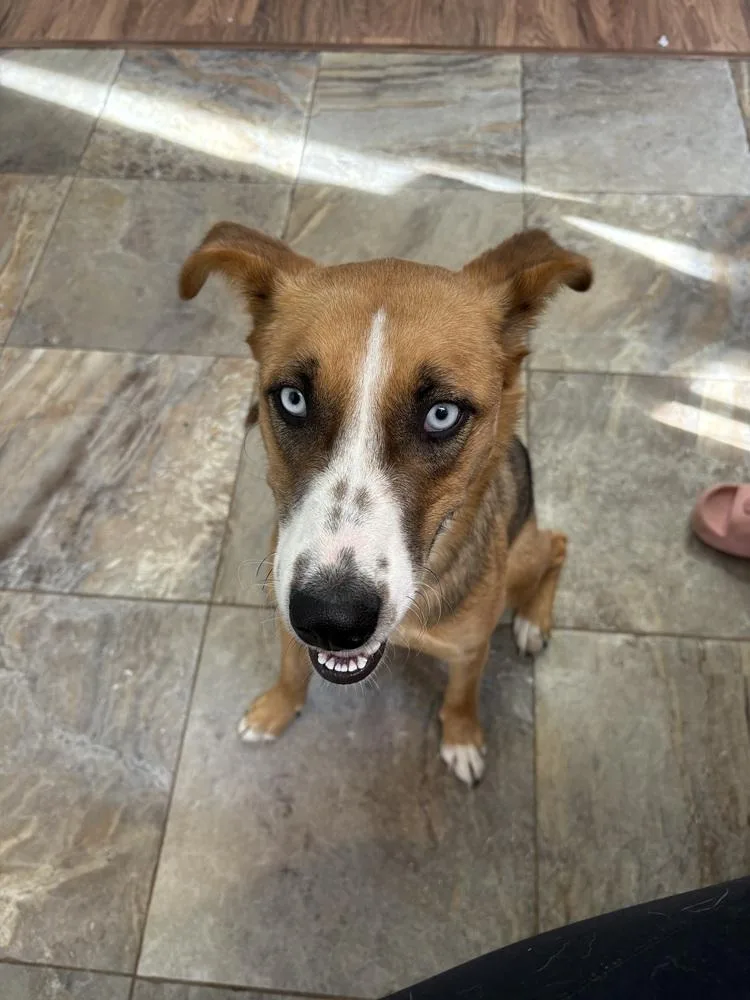 Sterling thumbnail 4