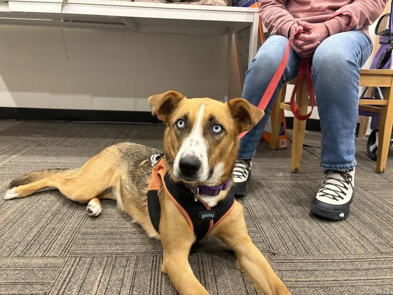 Sterling thumbnail 5