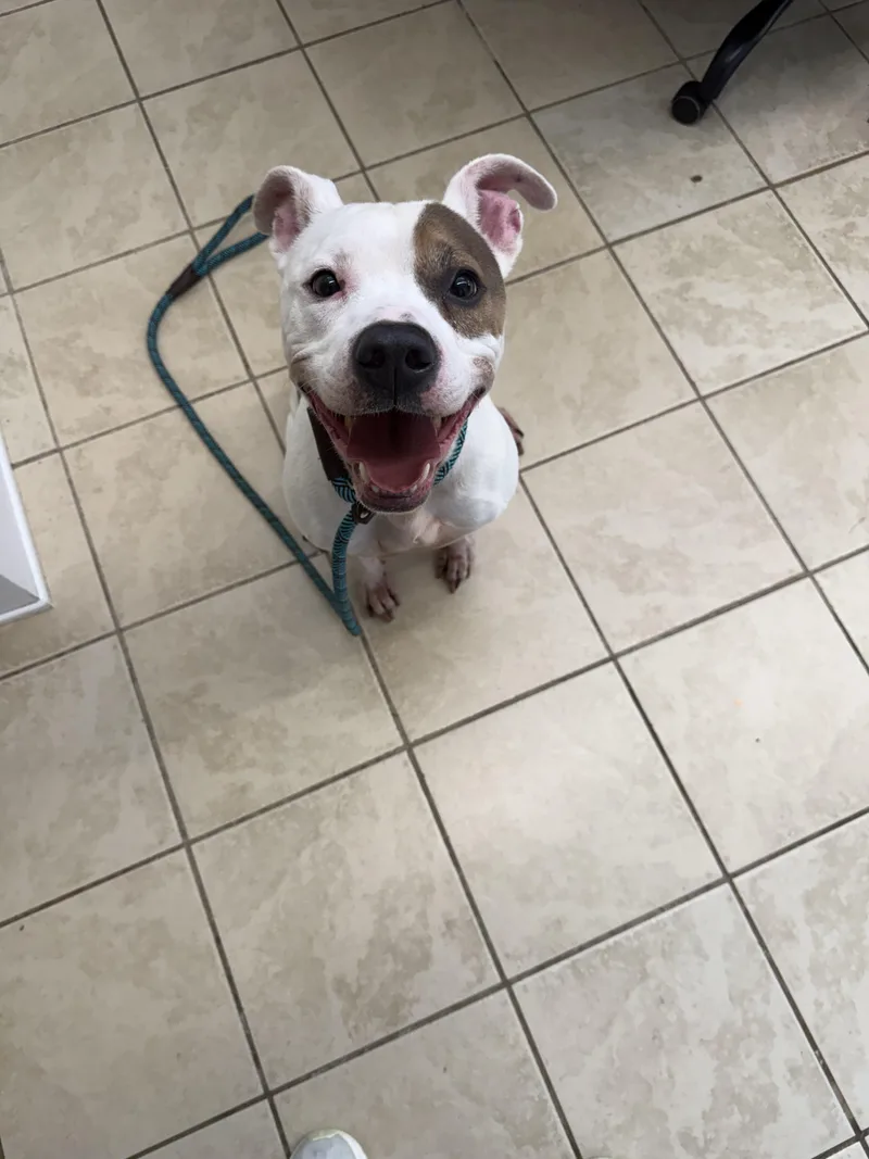 A senior medium-sized male American Bully dog named Mikey for adoption in East Haven, CT