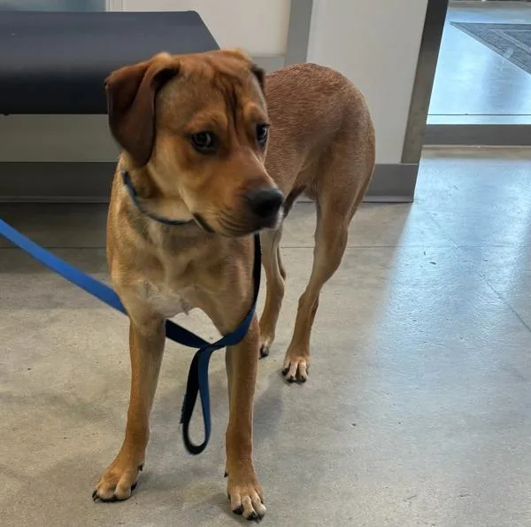 A young medium-sized male Australian Shepherd dog named Malachi for adoption in Des Moines, IA