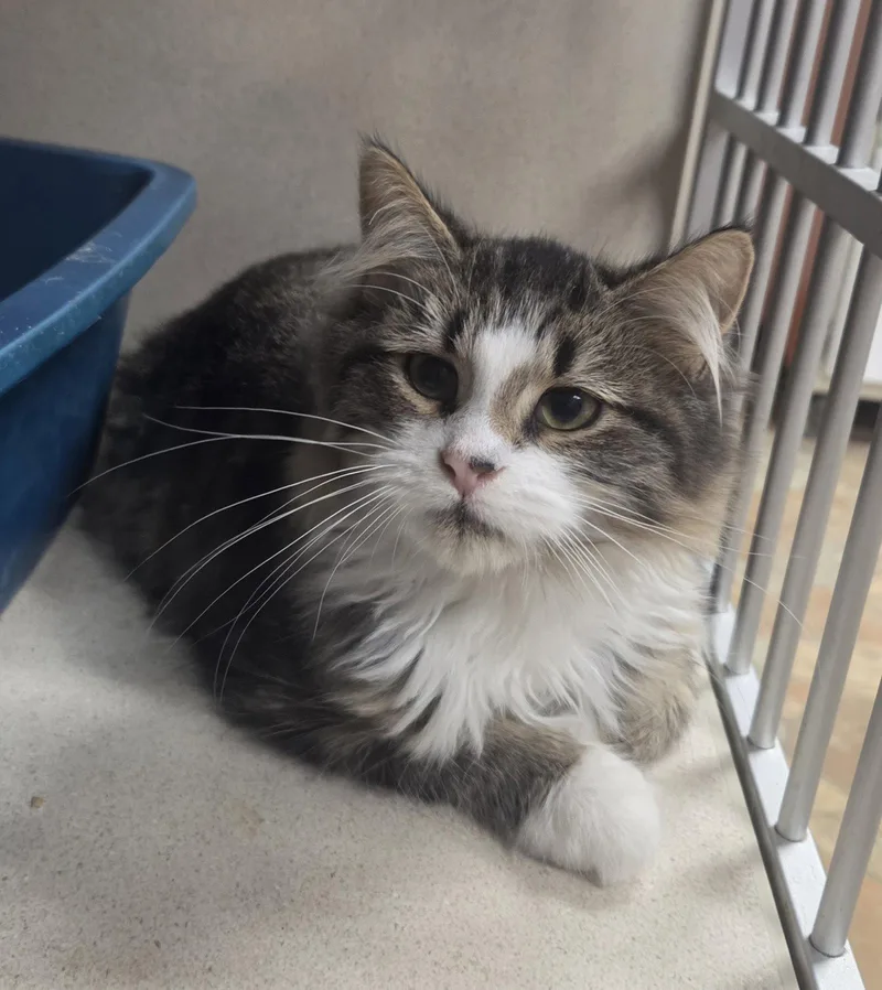 A baby medium-sized male Maine Coon cat named Grover for adoption in Iroquois, IL