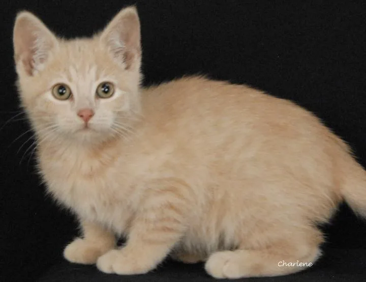A baby medium-sized female Tabby (Buff / Tan / Fawn) Tabby cat named Babyccino for adoption in Newland, NC