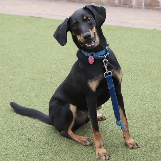 An adult medium-sized male Black and Tan Coonhound dog named AK Dallas for adoption in Port Washington, NY