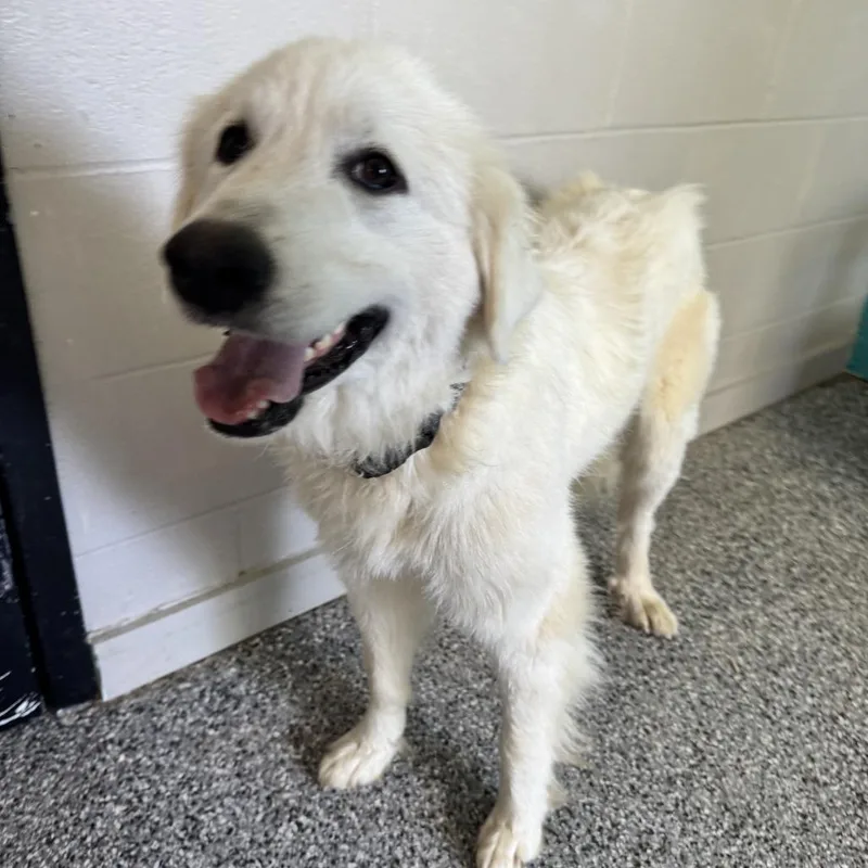 An adult medium-sized female White / Cream Great Pyrenees dog named Stardust for adoption in Louisville, KY