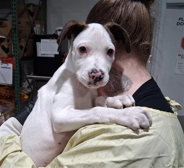A baby small-sized male Pit Bull Terrier dog named Ken Curtis for adoption in Colorado Springs, CO