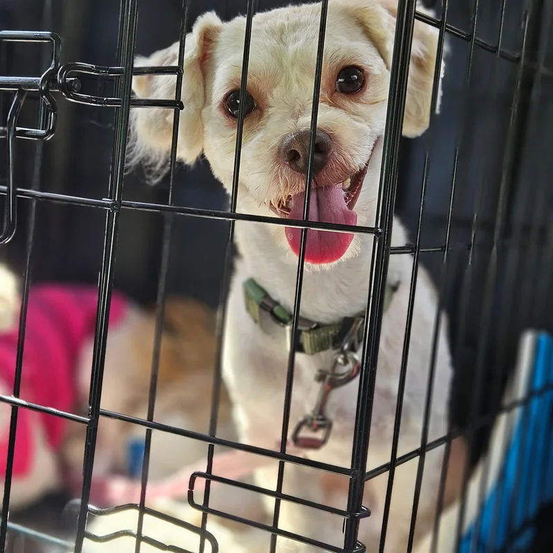 A young small-sized male Maltipoo dog named Colin for adoption in Lafayette, CA