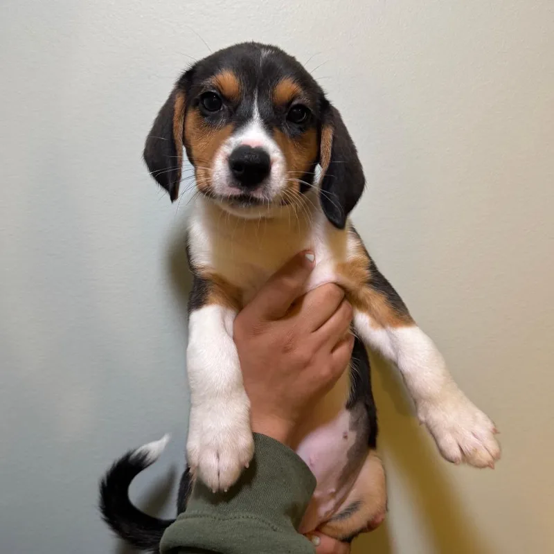 A baby small-sized female Black Mixed Breed dog named Miley for adoption in Saint Charles, MO