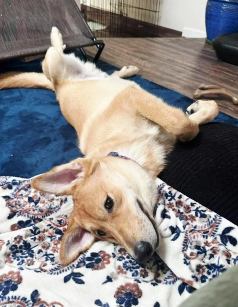 Sweet Tato dog social thumbnail 2