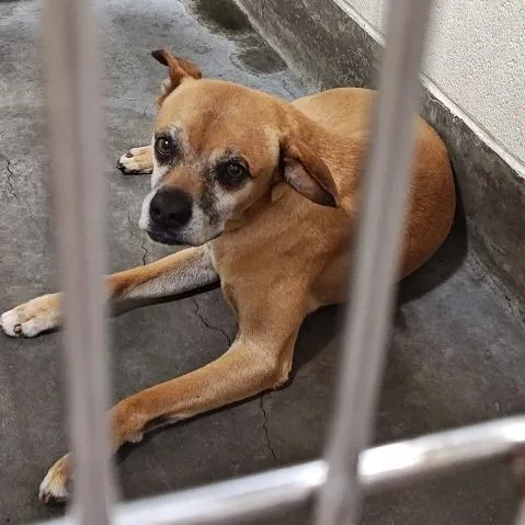 A senior medium-sized male Yellow / Tan / Blond / Fawn Boxer dog named IEPAStray for adoption in Upland, CA