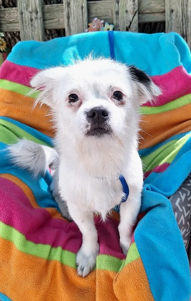 An adult small-sized male White / Cream Chihuahua dog named Cayleb MDT for adoption in Missouri City, TX