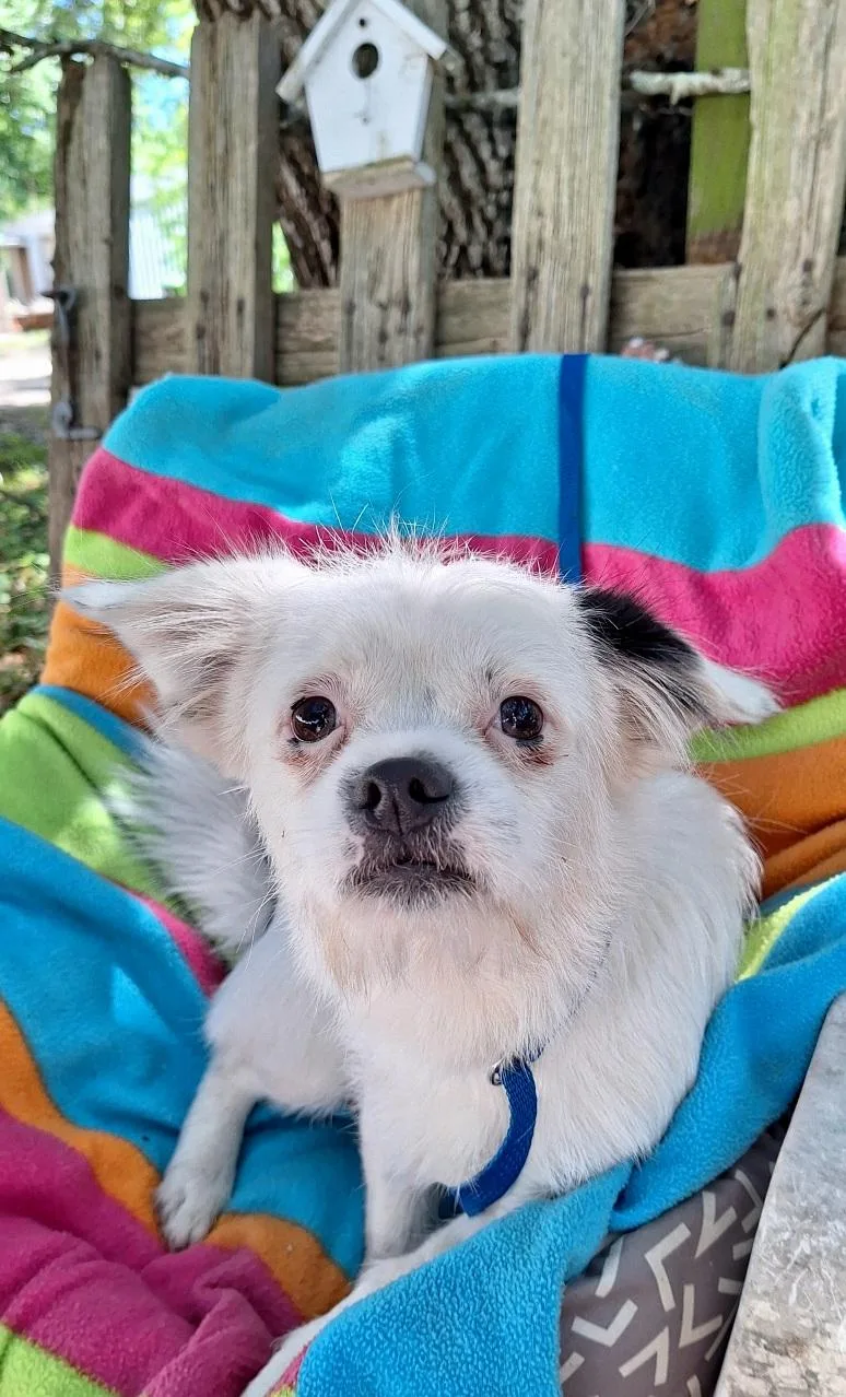 Cayleb MDT thumbnail 4