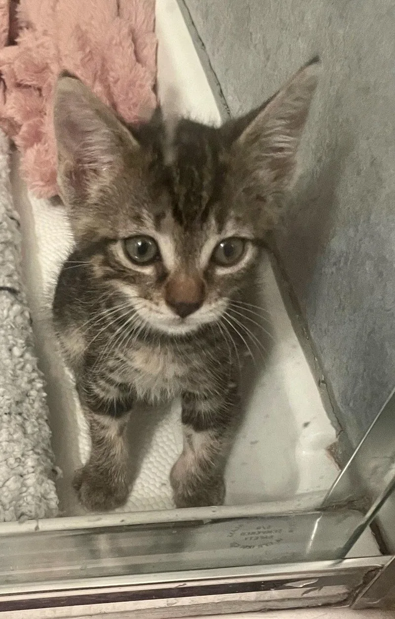 A baby small-sized male Domestic Short Hair cat named Ziggy for adoption in Walnut Creek, CA