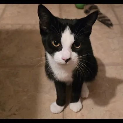 A baby medium-sized male Domestic Short Hair cat named Figaro Twinkletoes for adoption in Savannah, GA