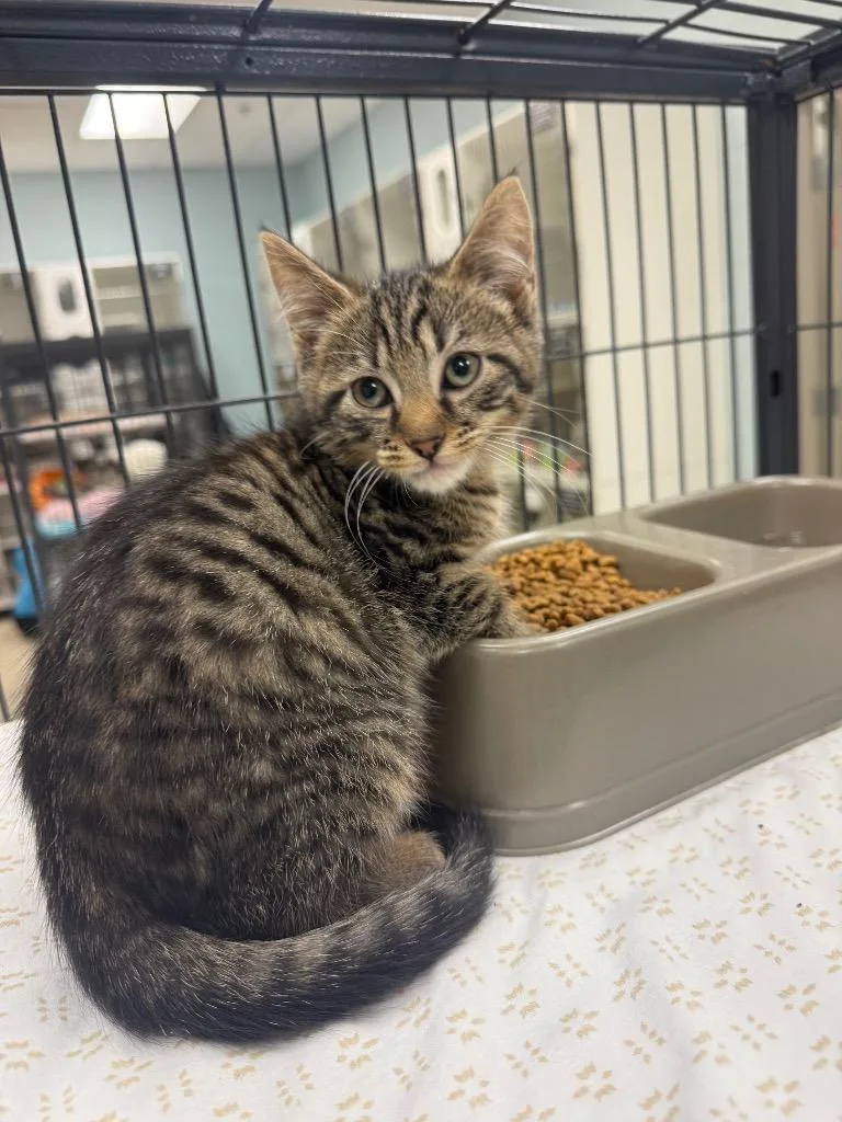 A baby small-sized male Domestic Short Hair cat named Walnut for adoption in Johnson City, TN