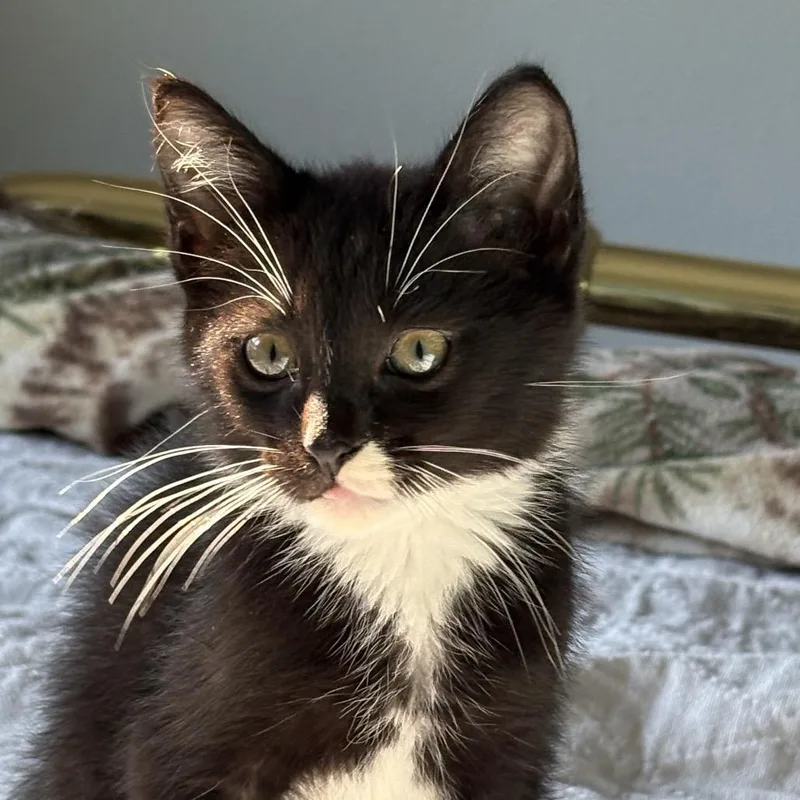 A baby small-sized male Black Domestic Short Hair cat named Dominic for adoption in Spokane, WA