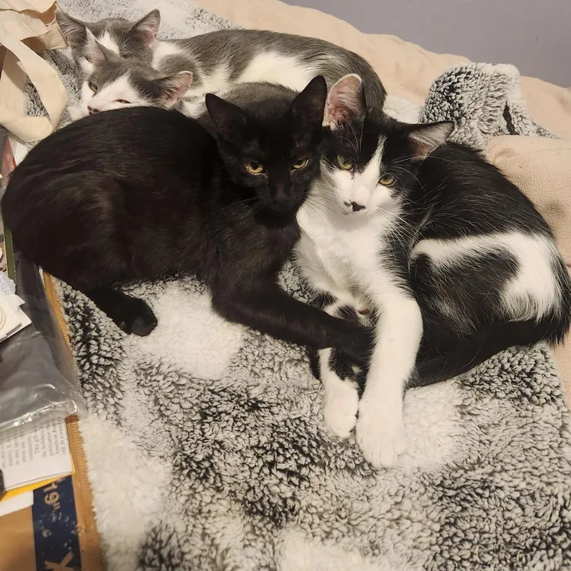 A young small-sized male Black Domestic Short Hair cat named Baloo for adoption in St. Paul, MN