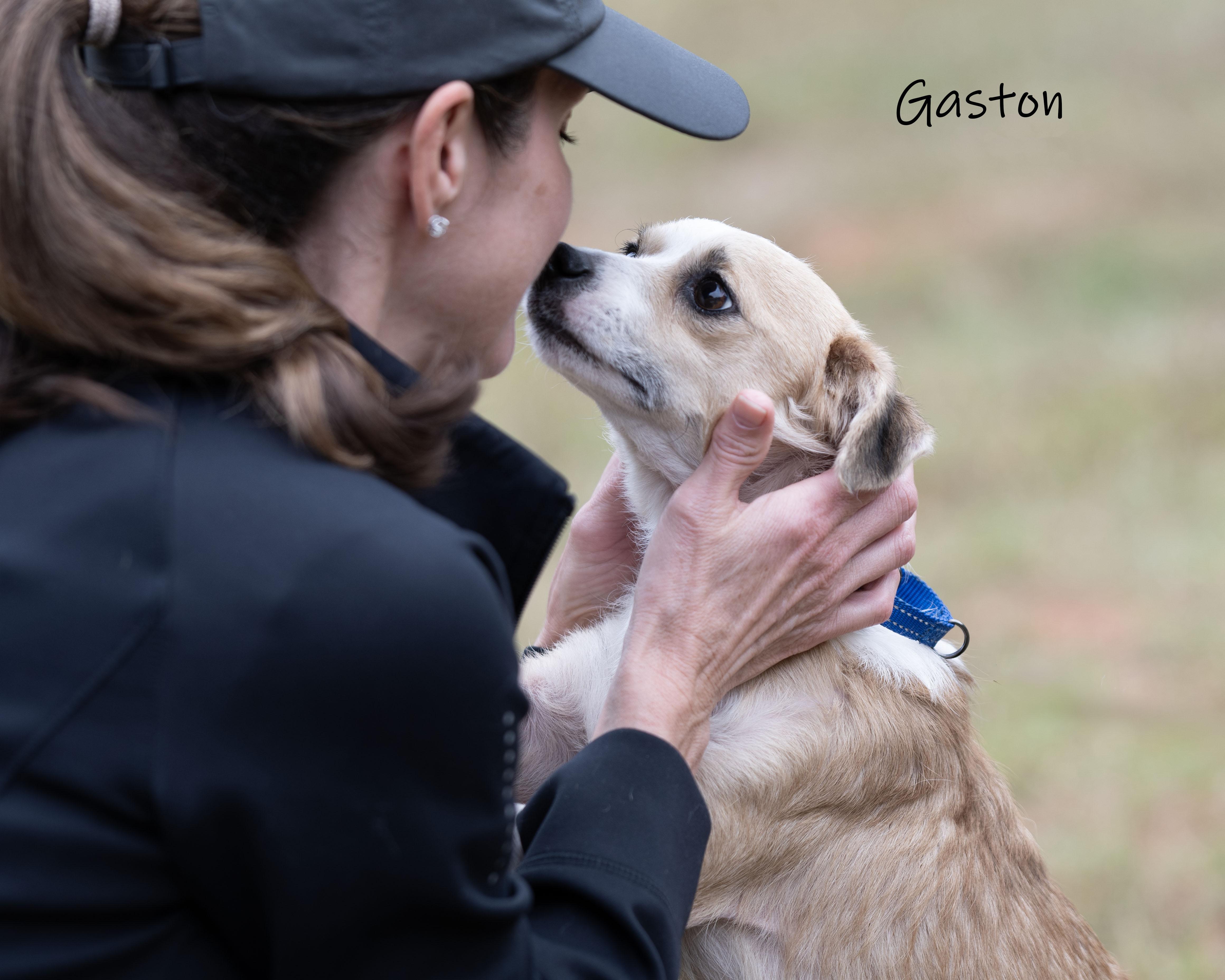 An adult small-sized male White / Cream Mixed Breed dog named Gaston for adoption in Bishop, GA