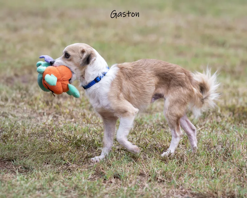 Gaston thumbnail 2