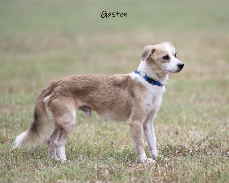 Gaston thumbnail 4